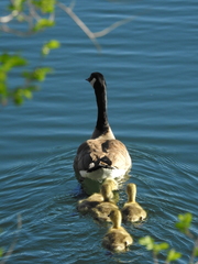 Branta canadensis