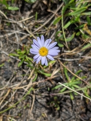 Brachyscome tasmanica