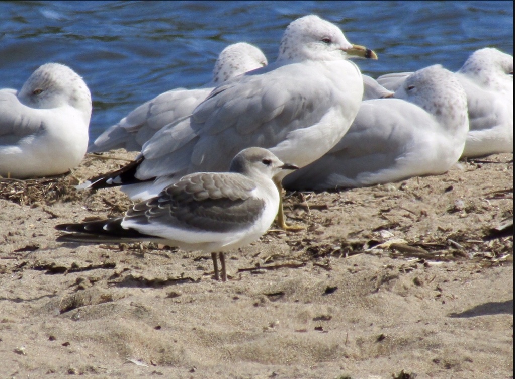 Sabine's Gull