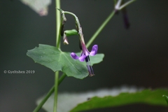 Melanoseris violifolia