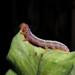 Argyrosticta decumana