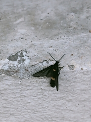 Psichotoe duvaucelii