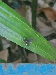 Psichotoe duvaucelii