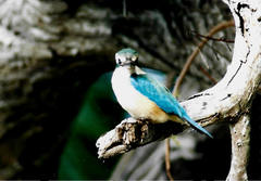 Todiramphus sanctus canacorum