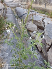Tarenaya longicarpa