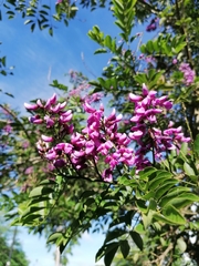 Lonchocarpus longistylus