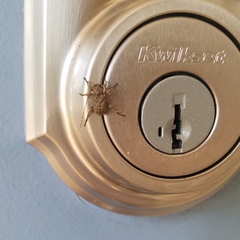 Leptostylus transversus