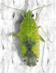 Keltonia tuckeri