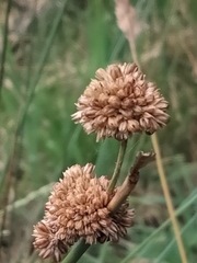 Juncus gregiflorus