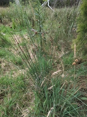 Juncus gregiflorus