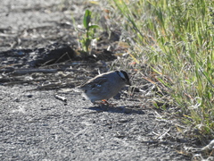 Zonotrichia leucophrys