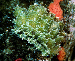 Polybranchia samanthae