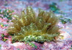 Polybranchia samanthae
