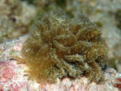 Polybranchia samanthae