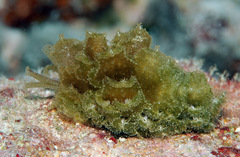 Polybranchia samanthae