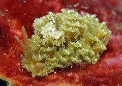 Polybranchia samanthae