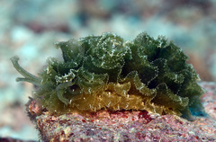 Polybranchia samanthae