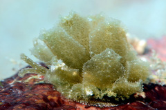 Polybranchia samanthae