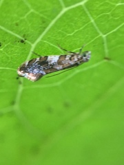 Eschatotypa derogatella