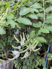 Buddleja paniculata