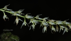 Bulbophyllum parviflorum