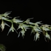 Bulbophyllum parviflorum - Photo (c) Gyeltshen, μερικά δικαιώματα διατηρούνται (CC BY-NC), uploaded by Gyeltshen