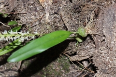 Bulbophyllum parviflorum