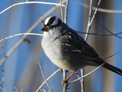 Zonotrichia leucophrys