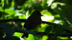 Empidonax flavescens