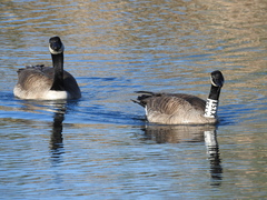 Branta canadensis