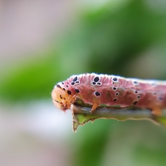 Argyrosticta decumana