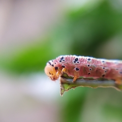 Argyrosticta decumana