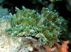 Polybranchia samanthae