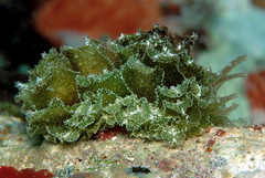 Polybranchia samanthae