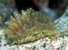 Polybranchia samanthae