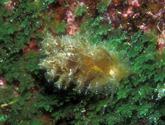 Polybranchia samanthae