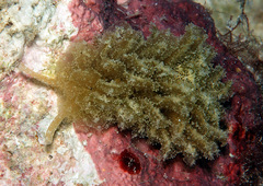 Polybranchia samanthae