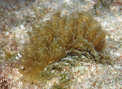 Polybranchia samanthae