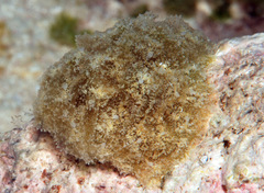Polybranchia samanthae