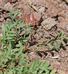 Astragalus geyeri geyeri