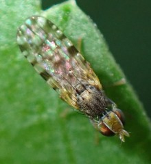 Dioxyna picciola