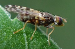 Dioxyna picciola