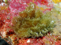 Polybranchia samanthae