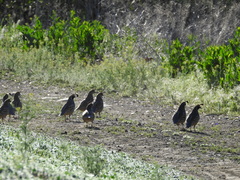 Callipepla californica