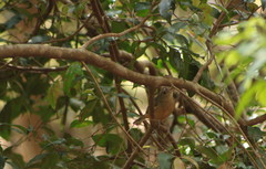 Colluricincla rufogaster rufogaster