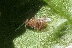 Ectopsocus californicus