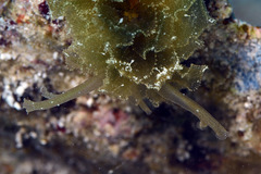 Polybranchia samanthae