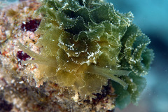 Polybranchia samanthae