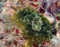 Polybranchia samanthae