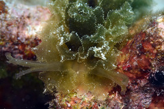 Polybranchia samanthae